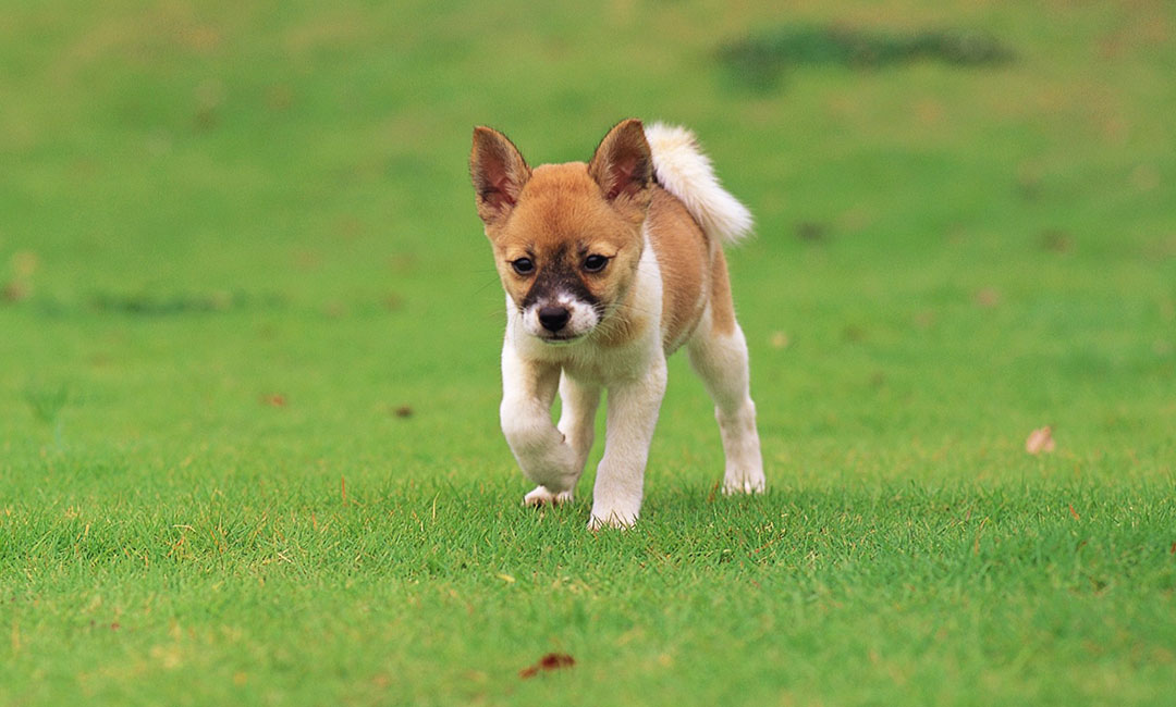 万州叮叮宠物商业计划书案例